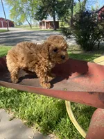 Lilly REDUCED, a female Poodle - Toy  for sale in Saint Joseph, MO – Photo 7 of 8