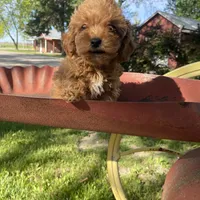 Lilly REDUCED, a female Poodle - Toy  for sale in Saint Joseph, MO – Photo 5 of 8