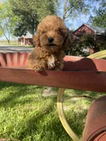 Lilly REDUCED, a female Poodle - Toy  for sale in Saint Joseph, MO – Photo 5 of 8