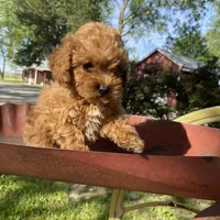 Lilly REDUCED, a female Poodle - Toy  for sale in Saint Joseph, MO – Photo 3 of 8