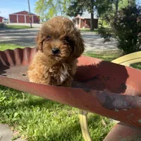 Lilly REDUCED, a female Poodle - Toy  for sale in Saint Joseph, MO – Photo 4 of 8