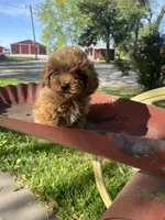 Lilly REDUCED, a female Poodle - Toy  for sale in Saint Joseph, MO – Photo 4 of 8