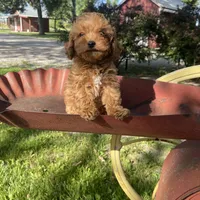 Lilly REDUCED, a female Poodle - Toy  for sale in Saint Joseph, MO – Photo 6 of 8