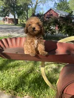 Lilly REDUCED, a female Poodle - Toy  for sale in Saint Joseph, MO – Photo 6 of 8