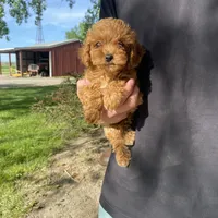 Lilly REDUCED, a female Poodle - Toy  for sale in Saint Joseph, MO – Photo 2 of 8
