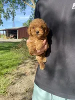 Lilly REDUCED, a female Poodle - Toy  for sale in Saint Joseph, MO – Photo 2 of 8