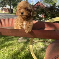 Lilly REDUCED, a female Poodle - Toy  for sale in Saint Joseph, MO – Photo 8 of 8