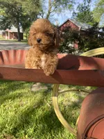Lilly REDUCED, a female Poodle - Toy  for sale in Saint Joseph, MO – Photo 8 of 8