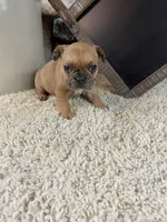 Kane, a male French Bulldog for sale in Saint Joseph, MO – 7 of 7