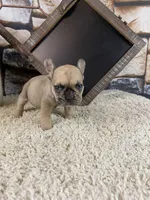 Jax, a male French Bulldog for sale in Saint Joseph, MO – 2 of 7