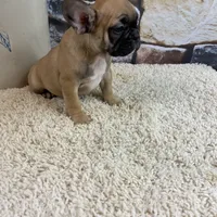 Riley, a female French Bulldog for sale in Saint Joseph, MO – Photo 4 of 7