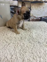 Riley, a female French Bulldog for sale in Saint Joseph, MO – Photo 4 of 7