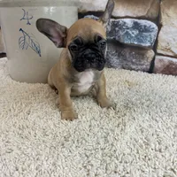 Riley, a female French Bulldog for sale in Saint Joseph, MO – Photo 6 of 7