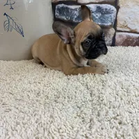Riley, a female French Bulldog for sale in Saint Joseph, MO – Photo 2 of 7