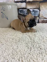 Riley, a female French Bulldog for sale in Saint Joseph, MO – Photo 2 of 7