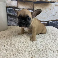 Riley, a female French Bulldog for sale in Saint Joseph, MO – Photo 7 of 7