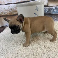 Riley, a female French Bulldog for sale in Saint Joseph, MO – Photo 3 of 7