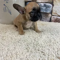 Riley, a female French Bulldog for sale in Saint Joseph, MO – Photo 5 of 7
