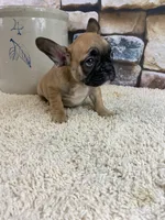 Riley, a female French Bulldog for sale in Saint Joseph, MO – Photo 5 of 7
