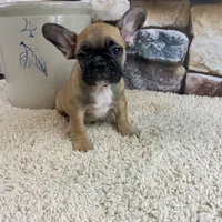 Riley, a female French Bulldog for sale in Saint Joseph, MO – Photo 1 of 7