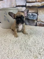 Riley, a female French Bulldog for sale in Saint Joseph, MO – Photo 1 of 7