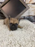 Buster, a male French Bulldog for sale in Saint Joseph, MO – 9 of 9