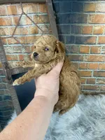 Toby, a male Poodle - Toy  for sale in Saint Joseph, MO – 5 of 5