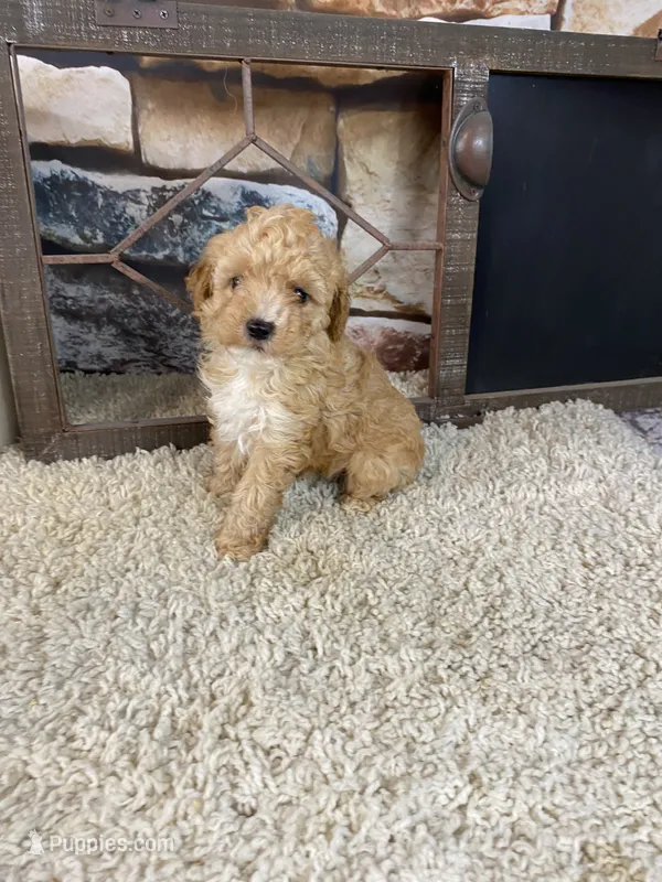 Brady – Poodle - Toy  puppy for sale in Saint Joseph, MO