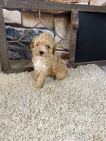 Brady, a male Poodle - Toy  for sale in Saint Joseph, MO – 1 of 8