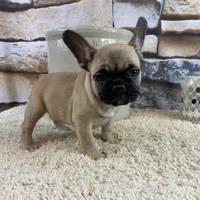 Tilly REDUCED, a female French Bulldog for sale in Saint Joseph, MO – Photo 7 of 8