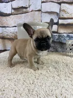 Tilly REDUCED, a female French Bulldog for sale in Saint Joseph, MO – Photo 7 of 8