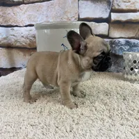 Tilly REDUCED, a female French Bulldog for sale in Saint Joseph, MO – Photo 8 of 8