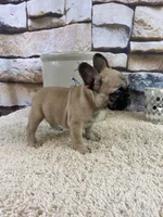 Tilly REDUCED, a female French Bulldog for sale in Saint Joseph, MO – Photo 8 of 8
