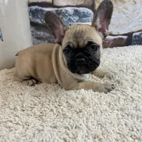 Tilly REDUCED, a female French Bulldog for sale in Saint Joseph, MO – Photo 4 of 8
