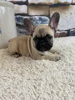 Tilly REDUCED, a female French Bulldog for sale in Saint Joseph, MO – Photo 4 of 8