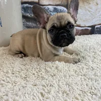 Tilly REDUCED, a female French Bulldog for sale in Saint Joseph, MO – Photo 3 of 8