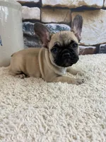 Tilly REDUCED, a female French Bulldog for sale in Saint Joseph, MO – Photo 3 of 8