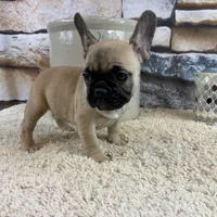 Tilly REDUCED, a female French Bulldog for sale in Saint Joseph, MO – Photo 6 of 8