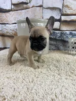 Tilly REDUCED, a female French Bulldog for sale in Saint Joseph, MO – Photo 6 of 8