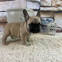 Tilly REDUCED, a female French Bulldog for sale in Saint Joseph, MO – Photo 2 of 8