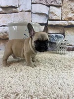 Tilly REDUCED, a female French Bulldog for sale in Saint Joseph, MO – Photo 2 of 8