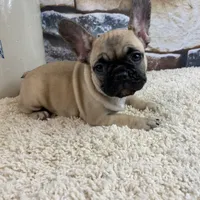 Tilly REDUCED, a female French Bulldog for sale in Saint Joseph, MO – Photo 1 of 8
