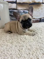 Tilly REDUCED, a female French Bulldog for sale in Saint Joseph, MO – Photo 1 of 8
