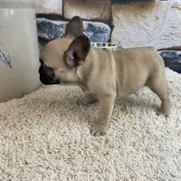 Tilly REDUCED, a female French Bulldog for sale in Saint Joseph, MO – Photo 5 of 8