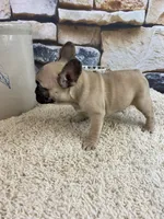 Tilly REDUCED, a female French Bulldog for sale in Saint Joseph, MO – Photo 5 of 8