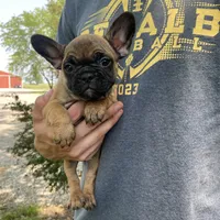 Meadow, a female French Bulldog for sale in Saint Joseph, MO – Photo 4 of 7