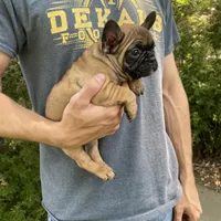 Meadow, a female French Bulldog for sale in Saint Joseph, MO – Photo 5 of 7