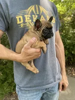 Meadow, a female French Bulldog for sale in Saint Joseph, MO – Photo 5 of 7