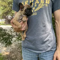 Meadow, a female French Bulldog for sale in Saint Joseph, MO – Photo 6 of 7