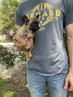 Meadow, a female French Bulldog for sale in Saint Joseph, MO – Photo 6 of 7